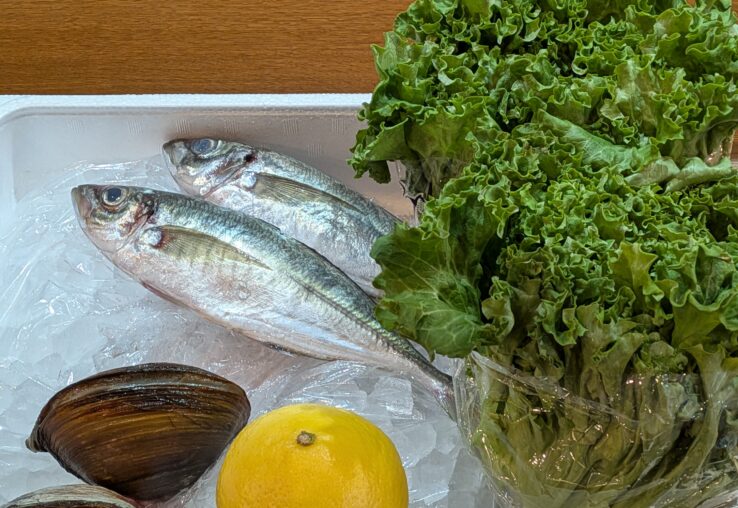 ソースオブザドラゴン